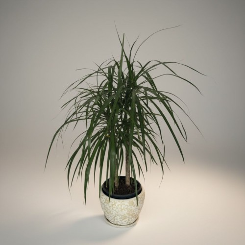 Özel Saksılı 2li Küçük Margarita